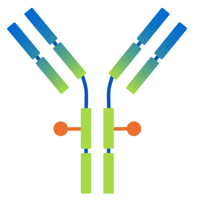 Antibody-drug conjugate (ADC) Illustration of an antibody-drug conjugate (ADC)