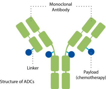 Antibody-drug conjugate (ADC) Illustration of an antibody-drug conjugate (ADC)